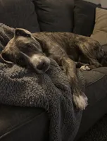 Storm, a female American Bully for sale in Fredericksburg, VA – Photo 7 of 9