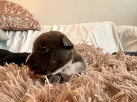 Storm, a female American Bully for sale in Fredericksburg, VA – Photo 5 of 9