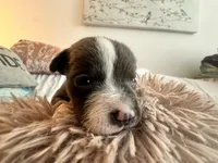 Storm, a female American Bully for sale in Fredericksburg, VA – Photo 2 of 9