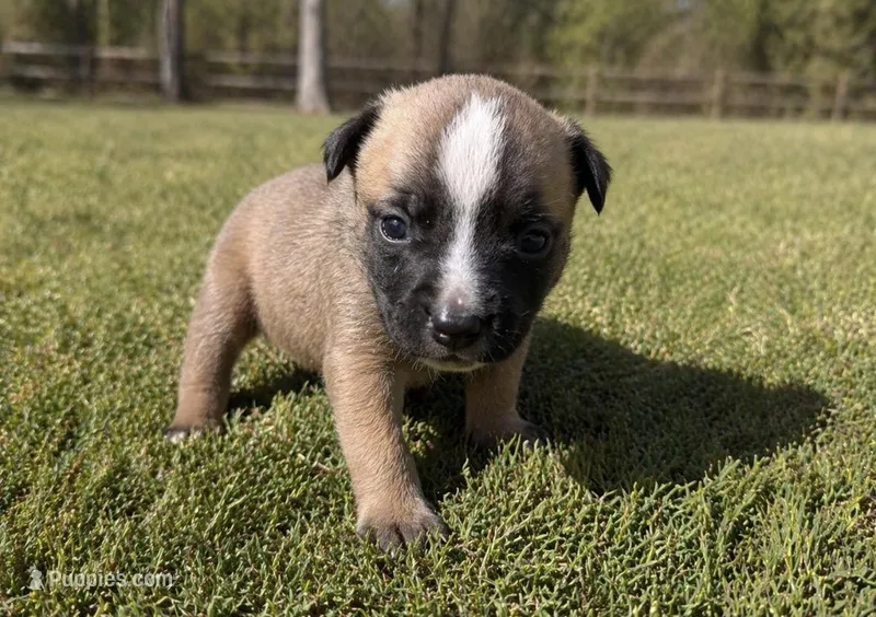 Loca – American Bully puppy for sale in Fredericksburg, VA