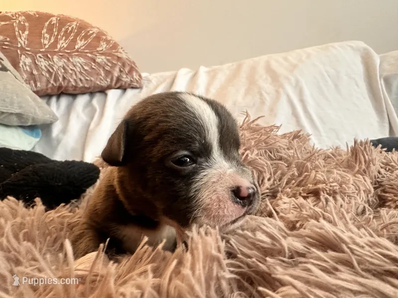 Storm – American Bully puppy for sale in Fredericksburg, VA