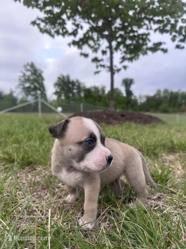 Loca – American Bully puppy for sale in Fredericksburg, VA