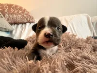 Storm, a female American Bully for sale in Fredericksburg, VA – Photo 4 of 9