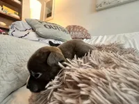 Storm, a female American Bully for sale in Fredericksburg, VA – Photo 6 of 9