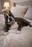 Storm, a female American Bully for sale in Fredericksburg, VA – Photo 8 of 9