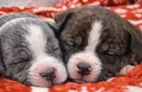 Bully , a female American Bully for sale in Fredericksburg, VA – Photo 3 of 3