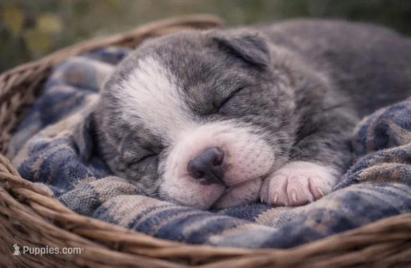 Bully  – American Bully puppy for sale in Fredericksburg, VA