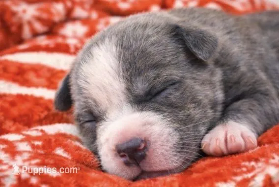 Bully  – American Bully puppy for sale in Fredericksburg, VA