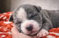 Bully , a female American Bully for sale in Fredericksburg, VA – Photo 2 of 3