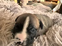 American bully , a female American Bully for sale in Fredericksburg, VA – Photo 3 of 6