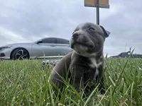 Peachy , a female American Bully for sale in Fredericksburg, VA – Photo 5 of 9