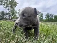 Peachy , a female American Bully for sale in Fredericksburg, VA – Photo 7 of 9