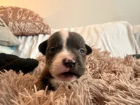 American bully , a female American Bully for sale in Fredericksburg, VA – Photo 5 of 6