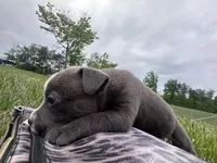 Peachy , a female American Bully for sale in Fredericksburg, VA – Photo 6 of 9