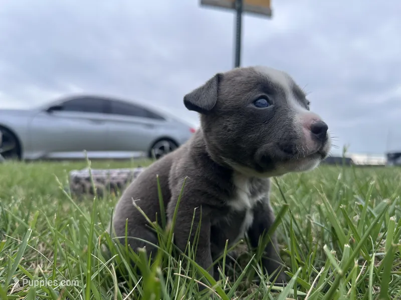 Peachy  – American Bully puppy for sale in Fredericksburg, VA
