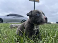 Peachy , a female American Bully for sale in Fredericksburg, VA – Photo 1 of 9