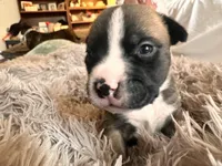 American bully , a female American Bully for sale in Fredericksburg, VA – Photo 6 of 6