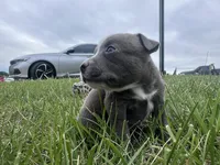 Peachy , a female American Bully for sale in Fredericksburg, VA – Photo 3 of 9