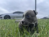 Peachy , a female American Bully for sale in Fredericksburg, VA – Photo 2 of 9