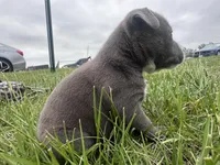 Peachy , a female American Bully for sale in Fredericksburg, VA – Photo 4 of 9