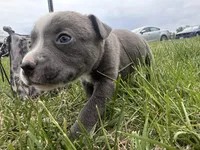 Peachy , a female American Bully for sale in Fredericksburg, VA – Photo 9 of 9