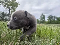 Peachy , a female American Bully for sale in Fredericksburg, VA – Photo 8 of 9
