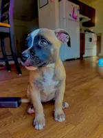 Pick your baby , a male American Bully and Cane Corso for sale in Fredericksburg, VA – 4 of 8
