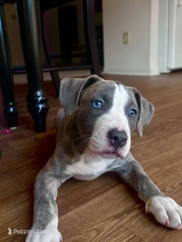 Stormi – American Bully, Cane Corso puppy for sale in Fredericksburg, VA