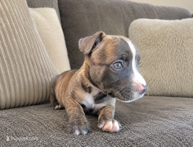 Rocky – American Bully puppy for sale in Fredericksburg, VA