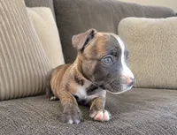 Rocky, a female American Bully and Cane Corso for sale in Fredericksburg, VA – 1 of 4