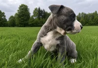 Bluey , a male American Bully and Cane Corso for sale in Fredericksburg, VA – 3 of 5