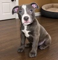 Dolly , a female American Bully and Cane Corso for sale in Fredericksburg, VA – 2 of 5