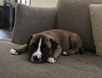 Mac, a male American Bully and Cane Corso for sale in Fredericksburg, VA – 5 of 5