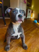 Dolly , a female American Bully and Cane Corso for sale in Fredericksburg, VA – 8 of 10