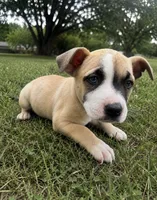 Loca, a female American Bully and Cane Corso for sale in Fredericksburg, VA – 3 of 6