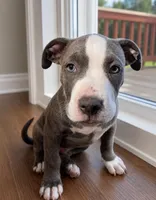 Bluey , a male American Bully and Cane Corso for sale in Fredericksburg, VA – 5 of 9