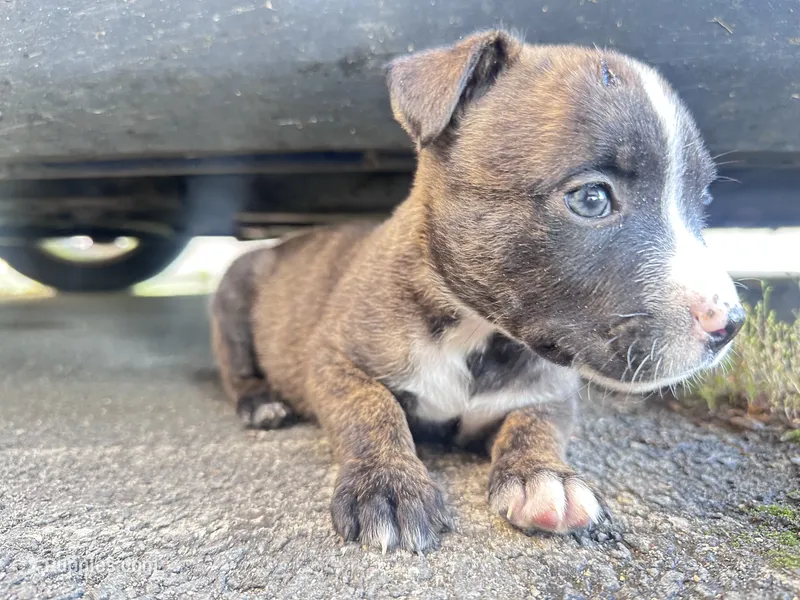 Rocky – American Bully puppy for sale in Fredericksburg, VA