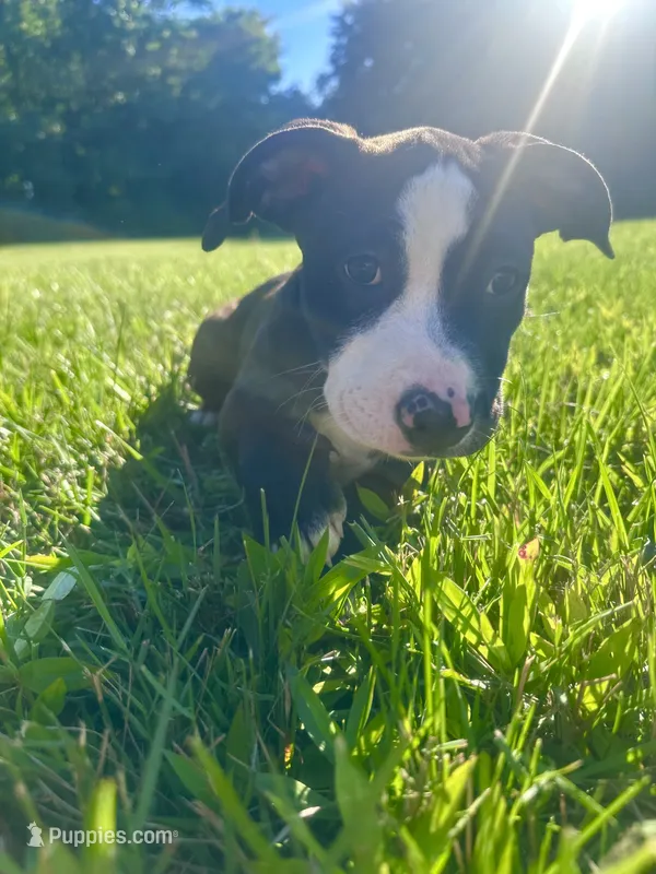 Oreo  – American Bully, Cane Corso puppy for sale in Fredericksburg, VA