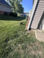 Rocky, a male American Bully and Cane Corso for sale in Fredericksburg, VA – 7 of 7