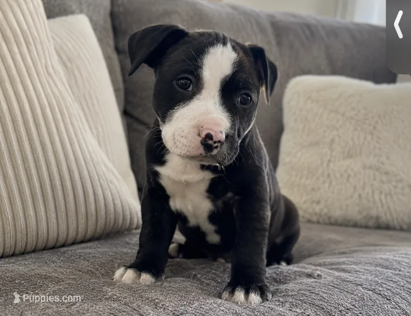 Bubba  – American Bully puppy for sale in Fredericksburg, VA