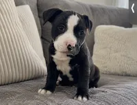 Bubba , a male American Bully and Cane Corso for sale in Fredericksburg, VA – 2 of 4