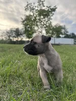 Roxi, a  American Bully for sale in Fredericksburg, VA – Photo 4 of 9