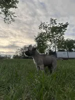 Roxi, a  American Bully for sale in Fredericksburg, VA – Photo 7 of 9