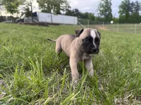 Roxi, a  American Bully for sale in Fredericksburg, VA – Photo 3 of 9