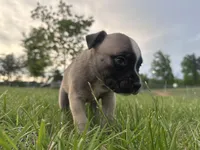 Roxi, a  American Bully for sale in Fredericksburg, VA – Photo 2 of 9