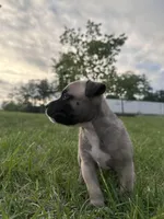 Roxi, a  American Bully for sale in Fredericksburg, VA – Photo 9 of 9