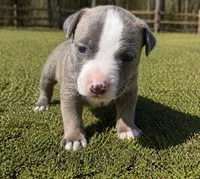 Coi, a  American Bully for sale in Fredericksburg, VA – Photo 2 of 2