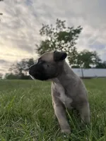 Roxi, a  American Bully for sale in Fredericksburg, VA – Photo 5 of 9