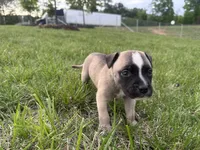 Roxi, a  American Bully for sale in Fredericksburg, VA – Photo 1 of 9