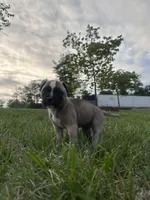 Roxi, a  American Bully for sale in Fredericksburg, VA – Photo 8 of 9